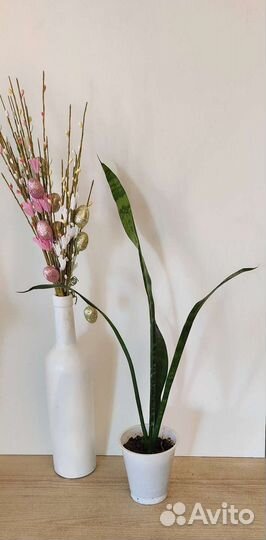 Сансевиерия