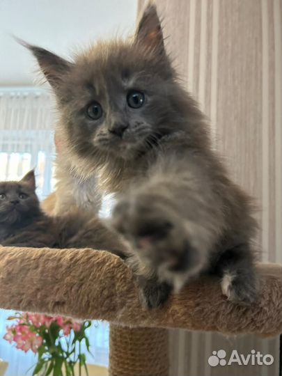 Котёнок Мэйн Кун