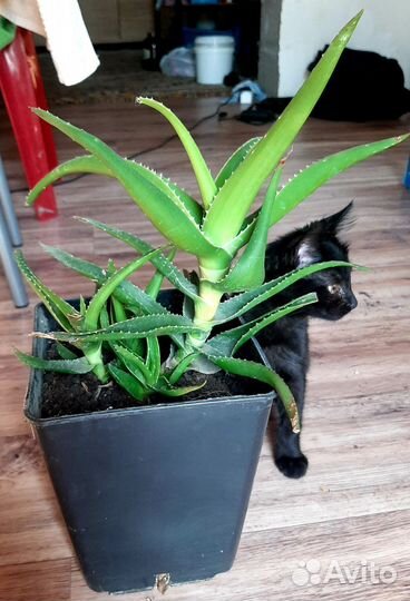 Алоэ 3 года