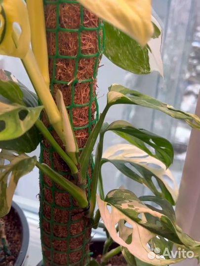 Монстера адансона вариегатная