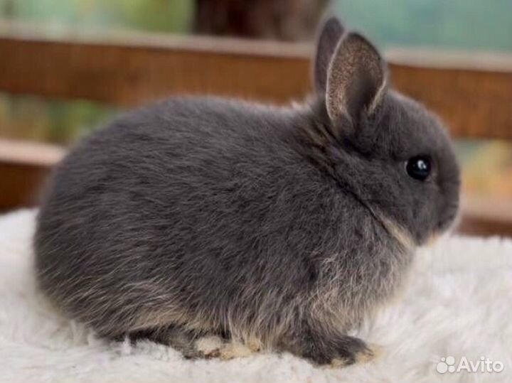 Породистые Карликовые Декоративные Кролики