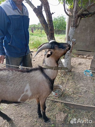 Козел породистый+ коза котная