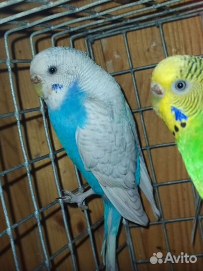 Попугаи птенцы