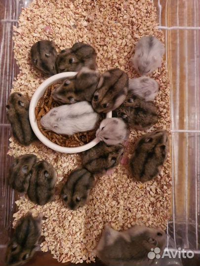 Сирийские И джунгарские хомячки 3 недельки возраст