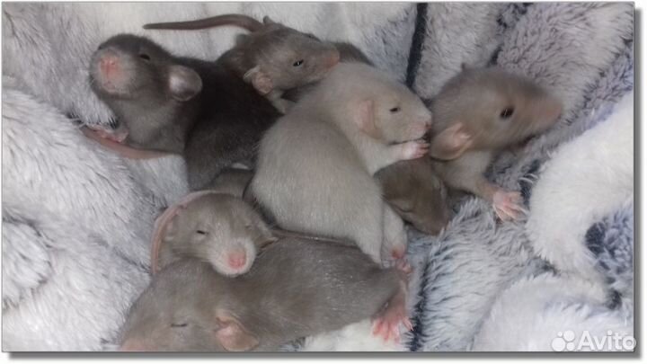 Крысята Дамбо. Крысы кофейные, молочные. Питомник