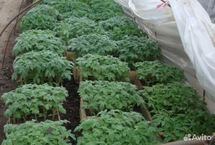 Рассада помидор и перцев