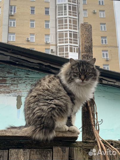 Кошки и коты стерилизованые