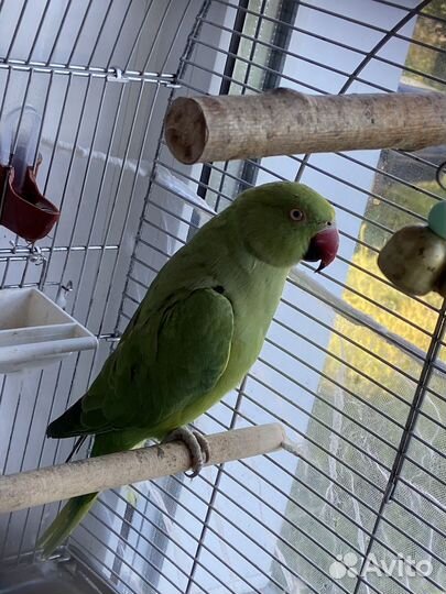 Ожереловый попугай