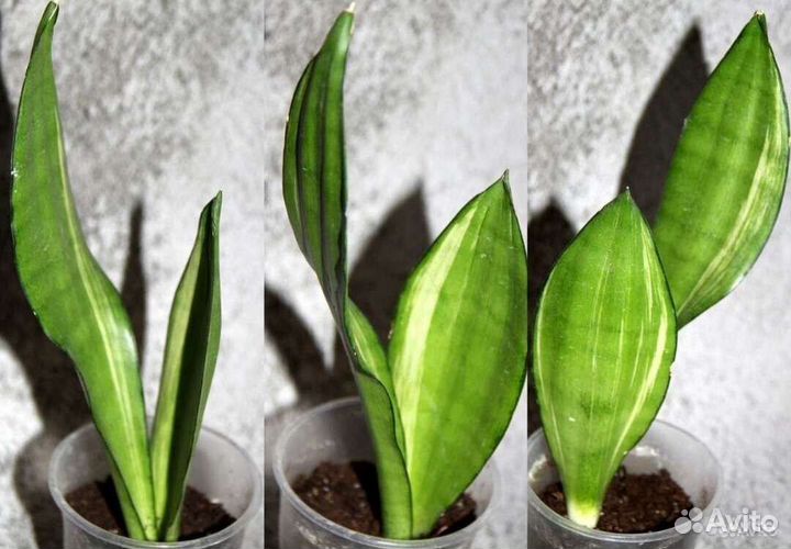 Сансевиерии сортовые