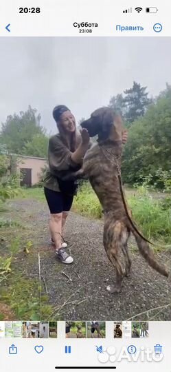 Собака в добрые руки