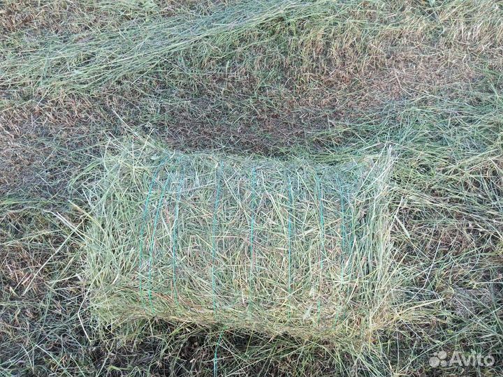 Сено в минирулонах