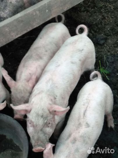 Поросята См-1 и хряк Дюрок на племя