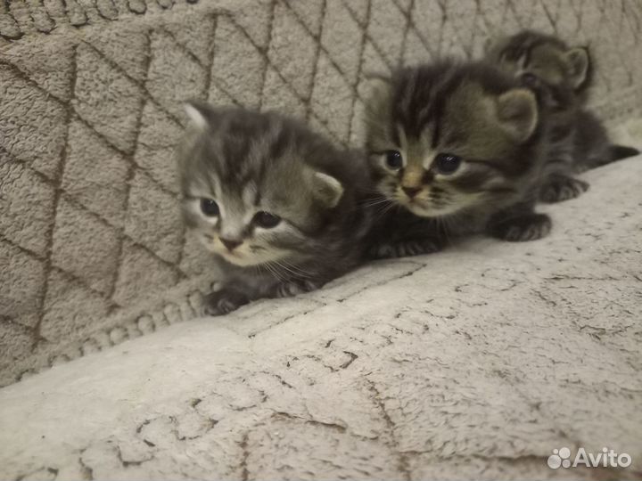 Продам шотландцев