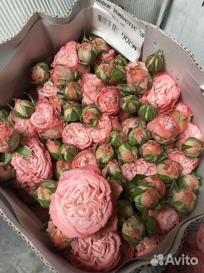 Шикарные Кустовые Розы