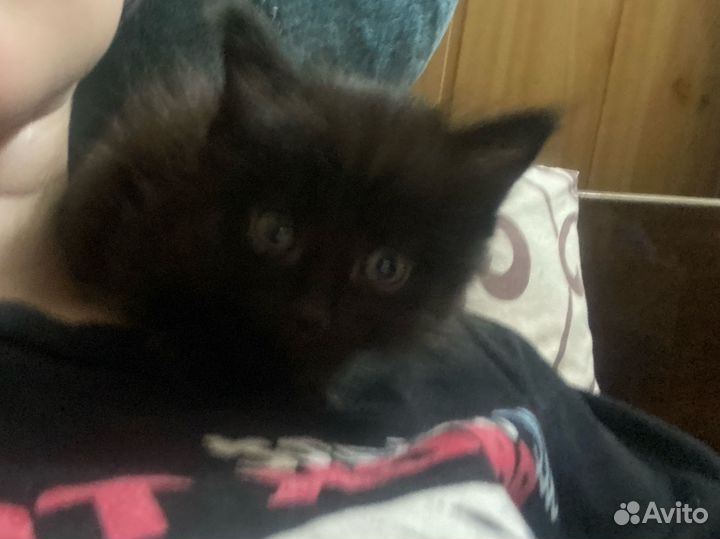 Котята ищут дом
