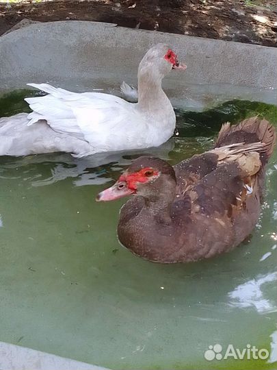 Мускусные утки