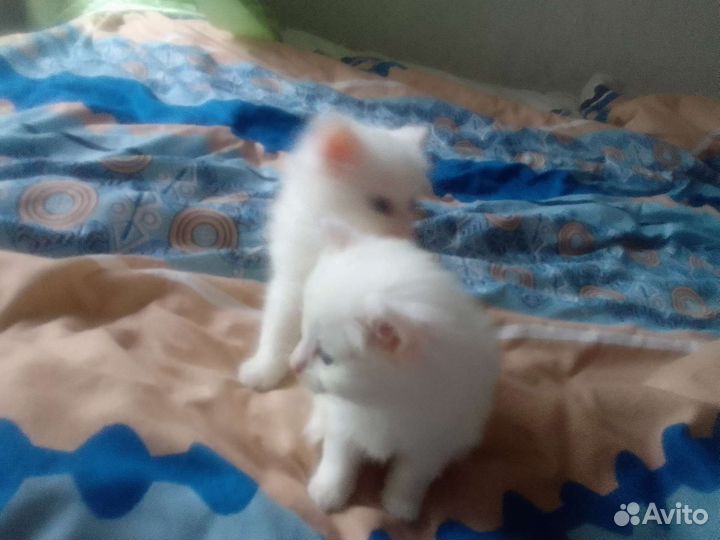 Котята Сибирской кошки