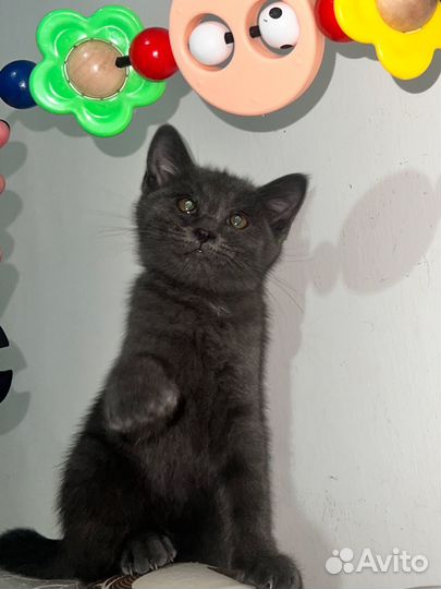 Котенок