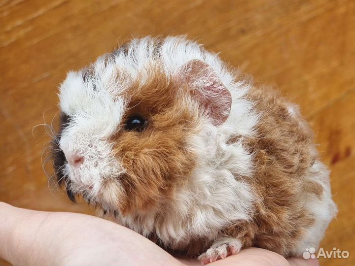 Морская свинка тексель