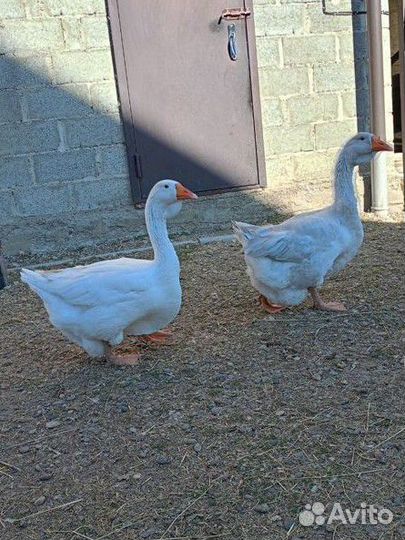 Холмогорские гуси