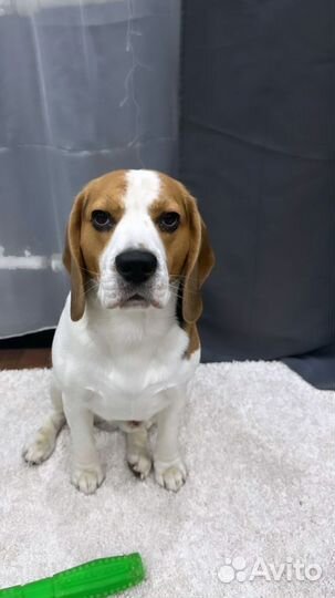 Вязка кобель бигль