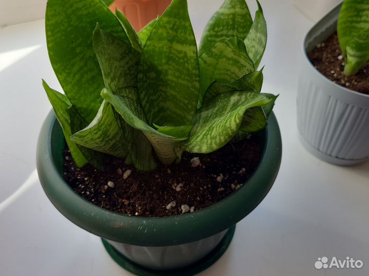 Сансевиерия