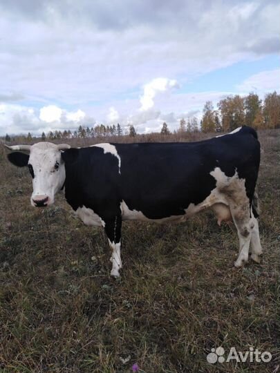 Корова стельная дойная