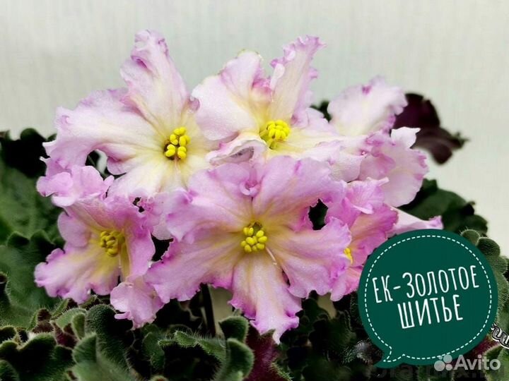 Сортовые фиалки