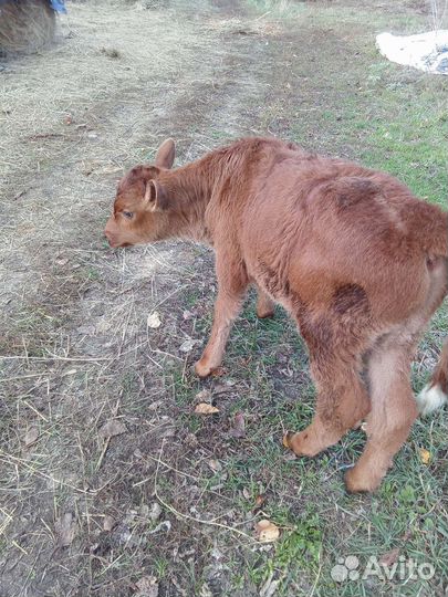 Домашний бычок