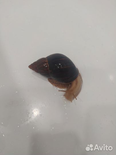 Улитки ахатины