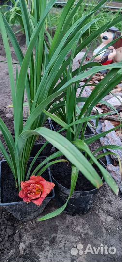 Лилейники сортовые