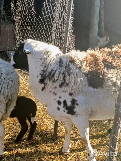 Дорпер баран