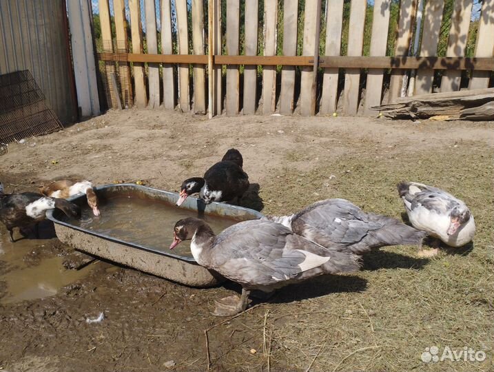 Индоутки, утки, селезни