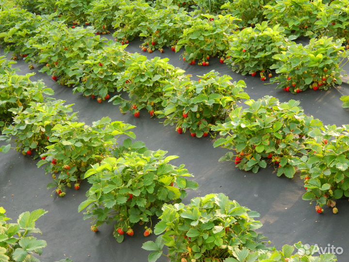 Саженцы клубники