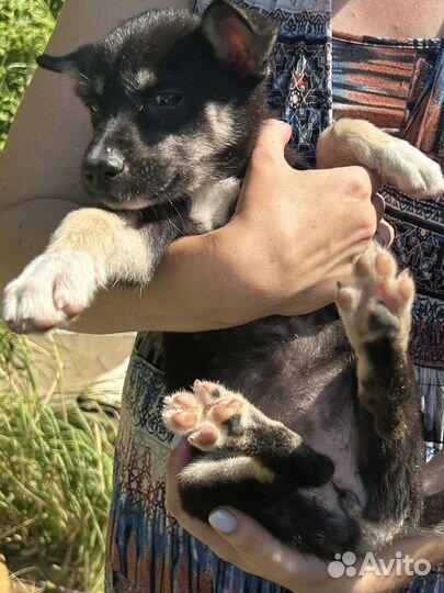 Щенок девочка в дар (2-3 месяца)