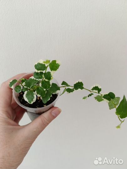 Комнатные растения 3