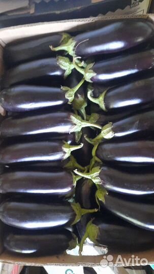 Баклажан оптом