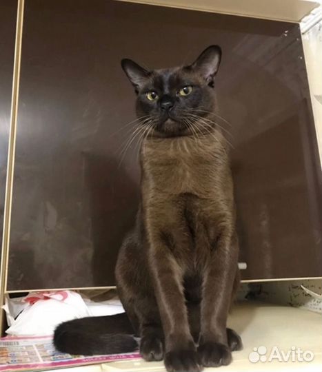 Котята европейской бурмы