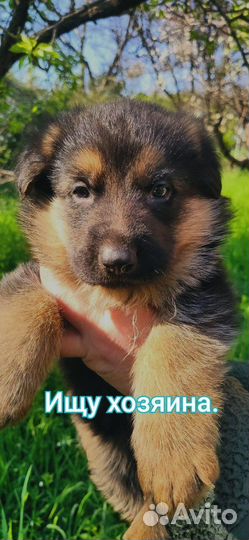 Щенки немецкой овчарки