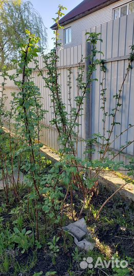 Саженцы желтой малины