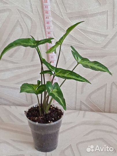 Комнатные растения