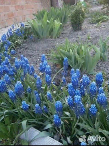 Мускарики и ромашка садовая