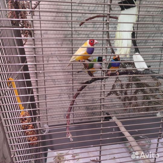 Амадины гульда из Москвы