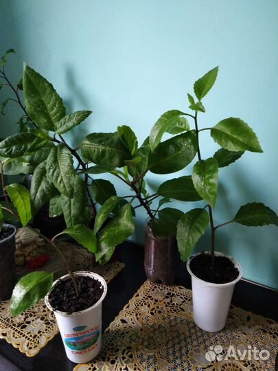 Листья джинуры