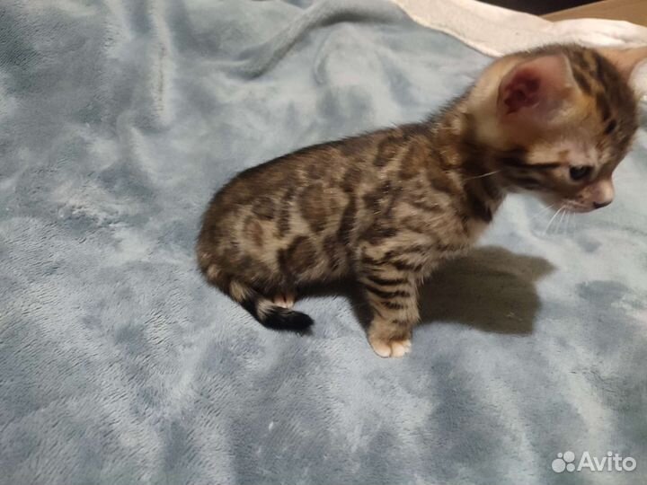 Бенгальские котята