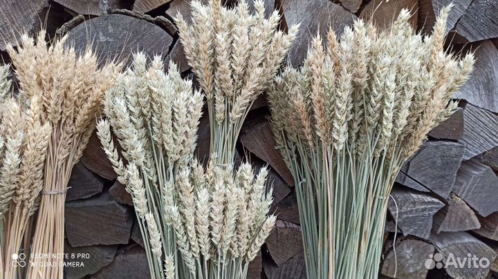 Колосья пшеницы