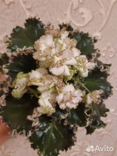 Фиалки сортовые