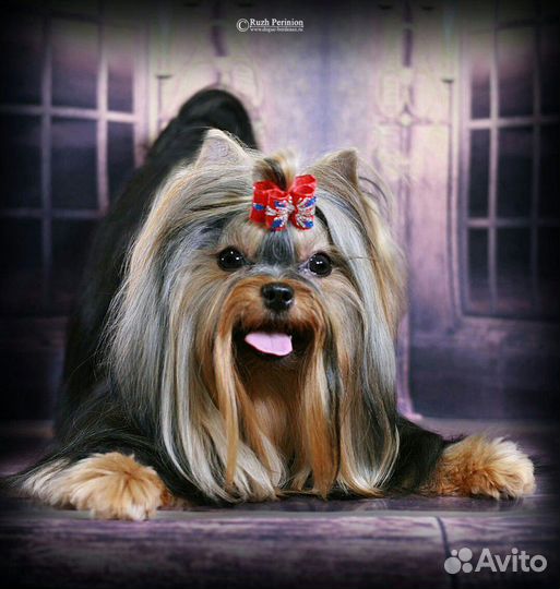 Стрижка кошек и собак,экспресс линька кошкам