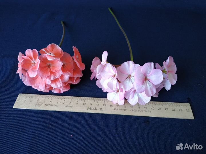 Герань пеларгония срезы черенки