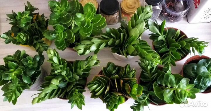 Каланхоэ комнатные цветы